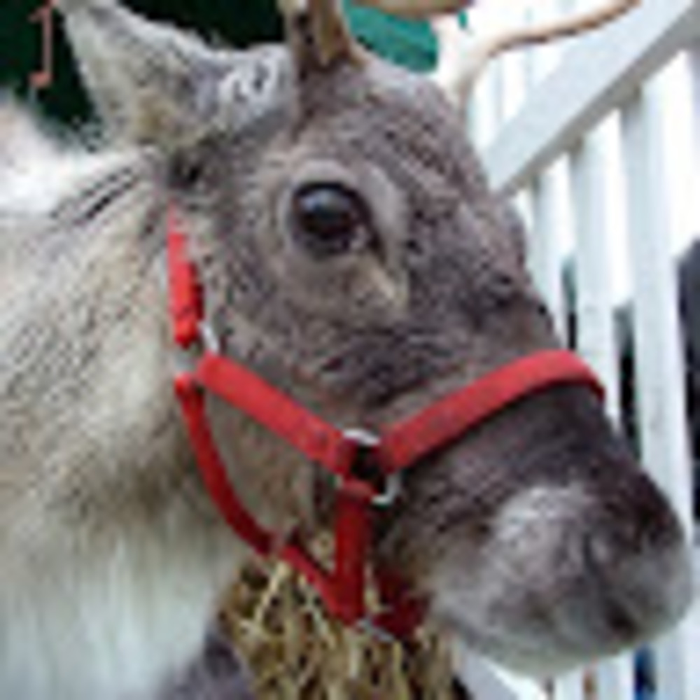 Meet your Posher, Jasper